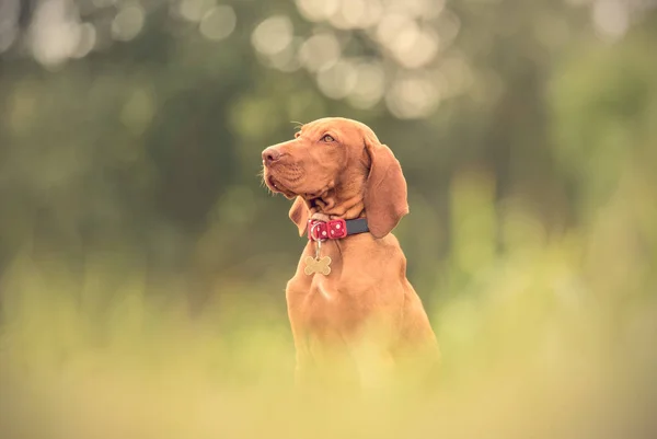 Beautiful hungarian vizsla dog in the park — Stock Photo, Image