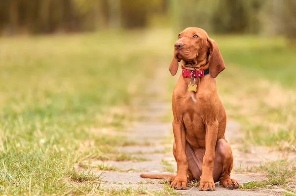 Parkta güzel Macar vizsla köpek