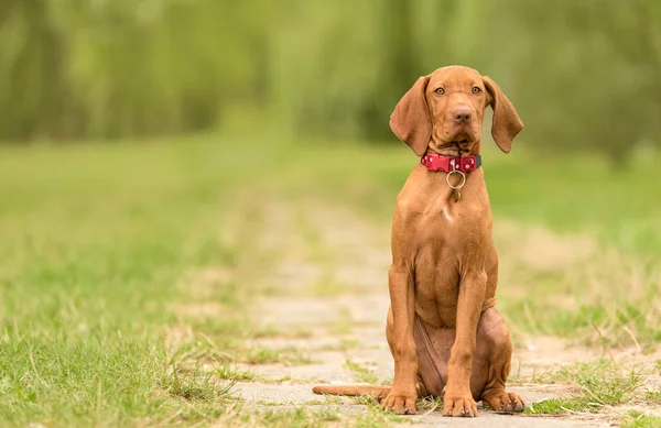 Beautiful hungarian vizsla dog in the park — Stock Photo, Image