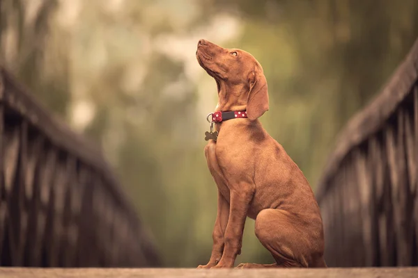 Belo cão vizsla húngaro na ponte de madeira — Fotografia de Stock