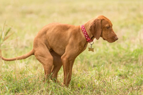 Угорський vizsla собака poops в парку — стокове фото