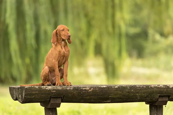 Vackra ungerska hundvalp (sittande) hund sitter — Stockfoto