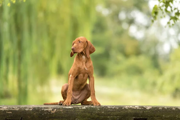 座っている美しいハンガリー ・ ヴィズラ犬 — ストック写真
