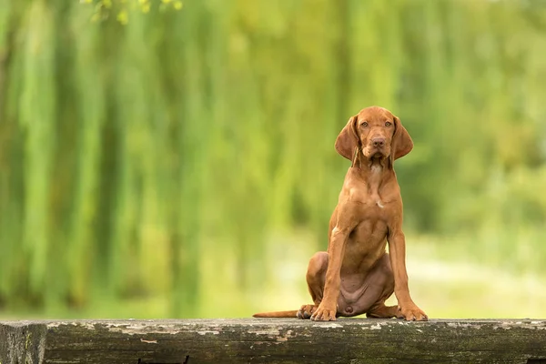 Hermoso perro húngaro vizsla sentado —  Fotos de Stock