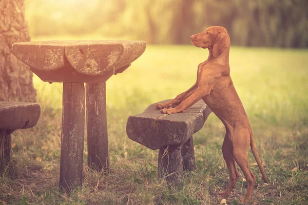 공원에서 헝가리어 vizsla 강아지 — 스톡 사진