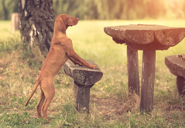 Hongaarse vizsla hond in het park — Stockfoto