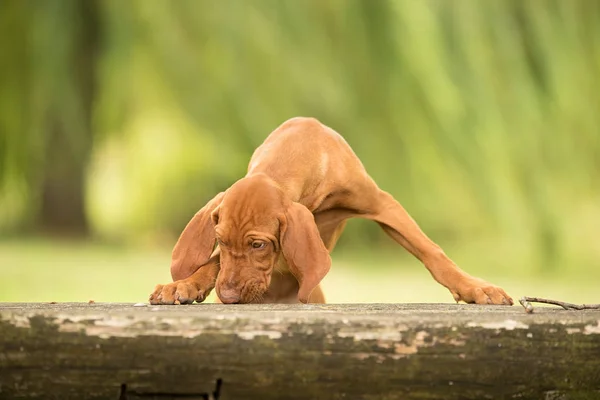 Bonito cão vizsla húngaro — Fotografia de Stock