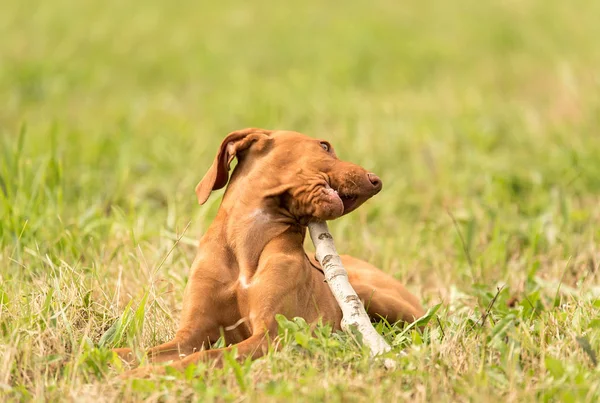 Húngaro vizsla perro jugar con un palo — Foto de Stock
