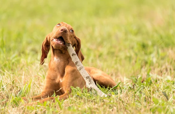Húngaro vizsla cão jogar com um pau — Fotografia de Stock