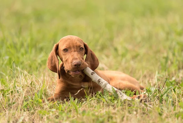 Ungerska hundvalp (sittande) hund lek med en pinne — Stockfoto
