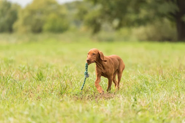 Hongrois vizsla chien jouer avec un bâton — Photo