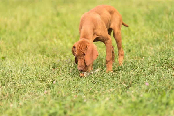 Bonito cão vizsla húngaro no parque — Fotografia de Stock