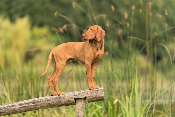 Parkta güzel Macar vizsla köpek