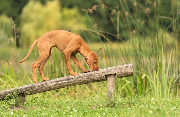 Bonito cão vizsla húngaro no parque — Fotografia de Stock