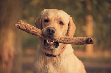 Labrador Retriever köpek eğitiminde bir sopa tutan