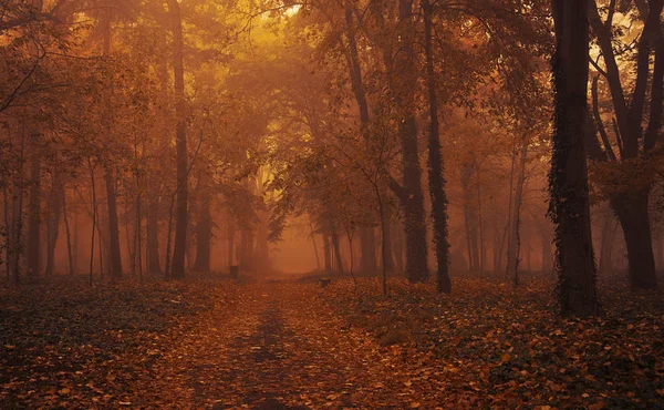 Podzimní les. Tónovaný oranžová — Stock fotografie