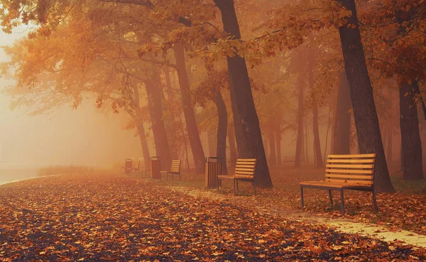 Sonbahar orman. Turuncu tonda