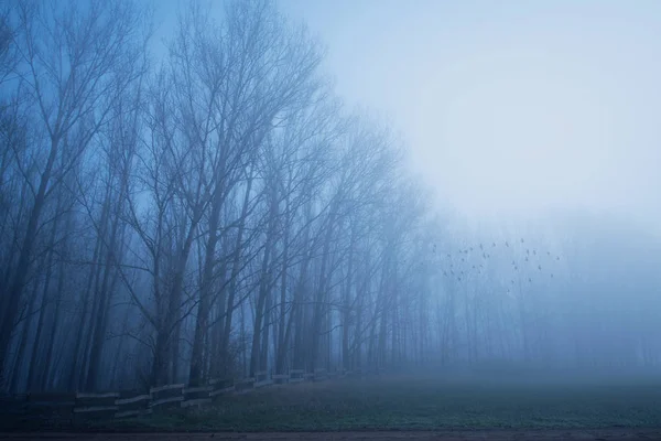 Gloomy mood in the forest — Stock Photo, Image