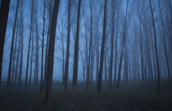 Gloomy mood in the forest — Stock Photo, Image