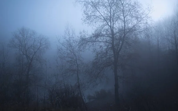 Humeur sombre dans la forêt — Photo