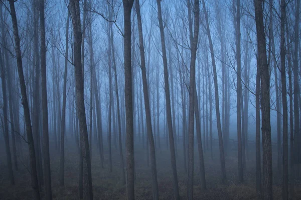 Мрачное настроение в лесу — стоковое фото