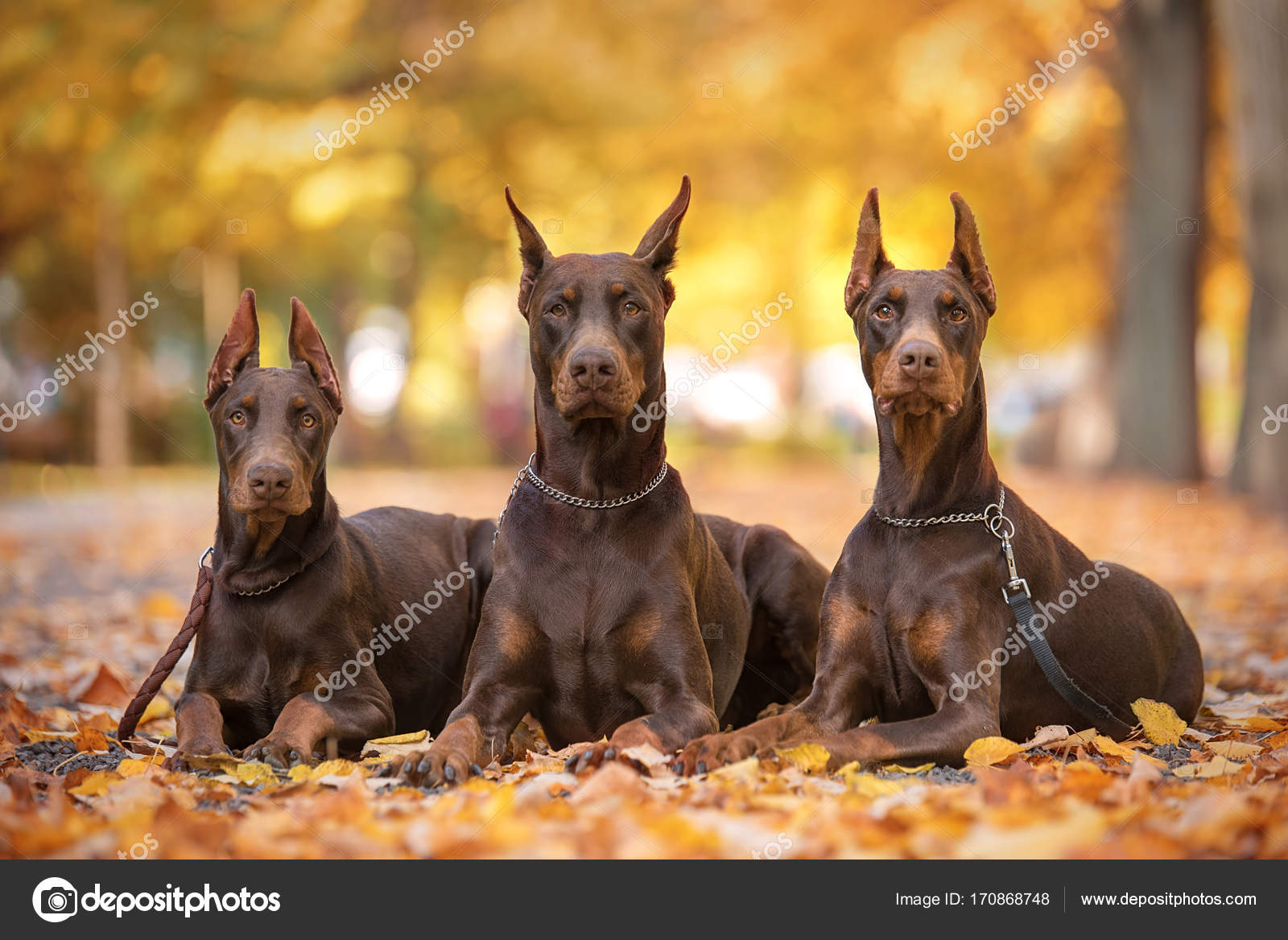 Doberman Pinscher Elit Yavru Cheapest Dealers