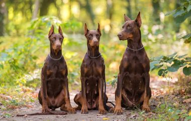 Parkta üç Doberman Pincher rahatlatıcı