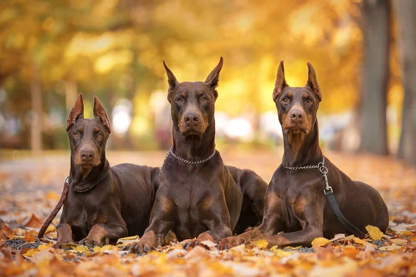 Trzy Doberman Pincher relaks w parku — Zdjęcie stockowe