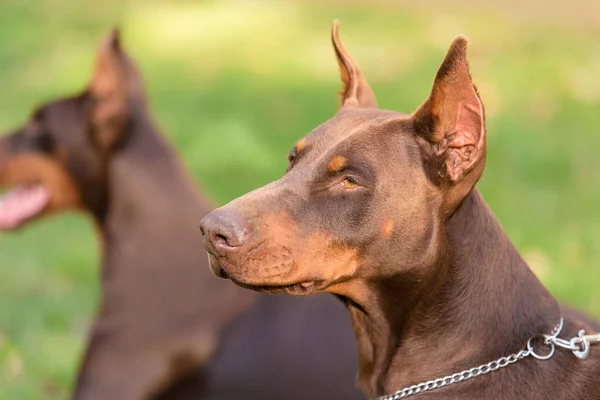 Closeup portret van Dobermann Pinscher hond — Stockfoto