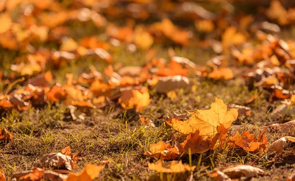 Parkta sonbahar yaprakları