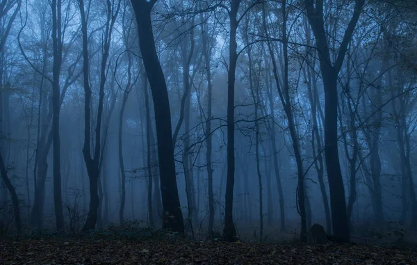 Dark forest at night — Stock Photo, Image