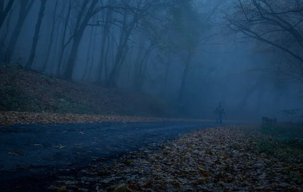 Path through a dark forest at night