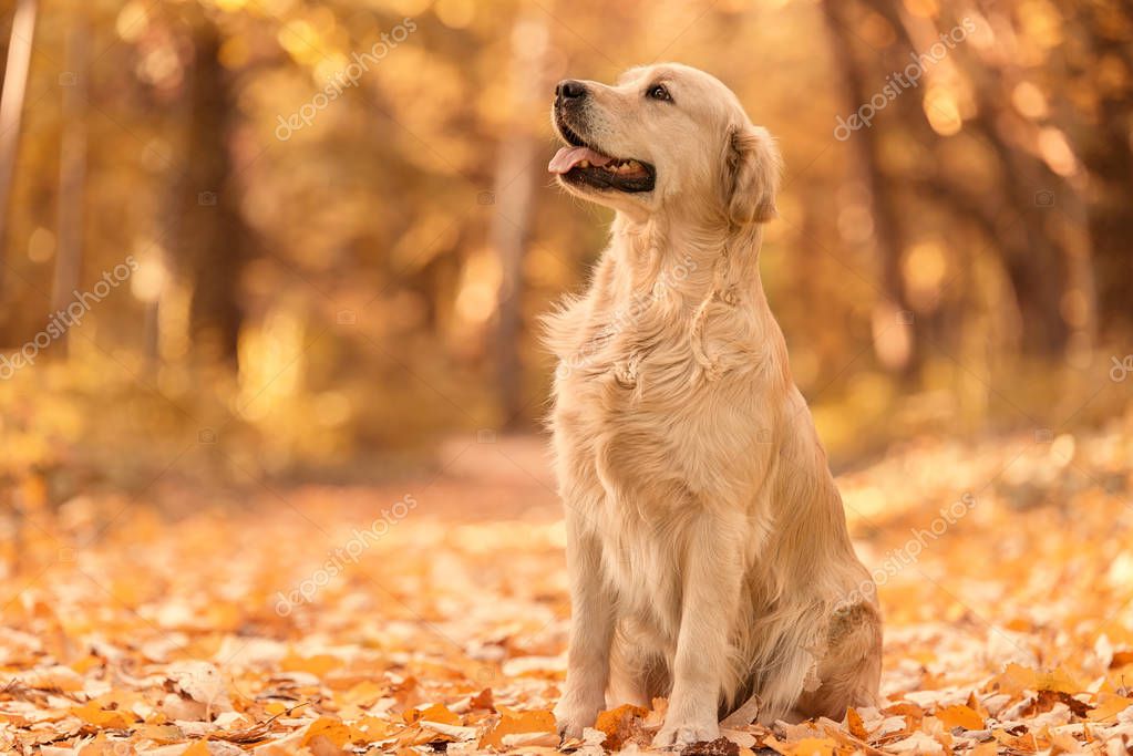 Golden Retriever Hund entspannen im Herbstpark — Stockfoto
