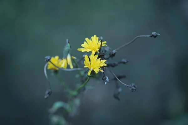 Sarı kır çiçeği portre fotoğrafı — Stok fotoğraf