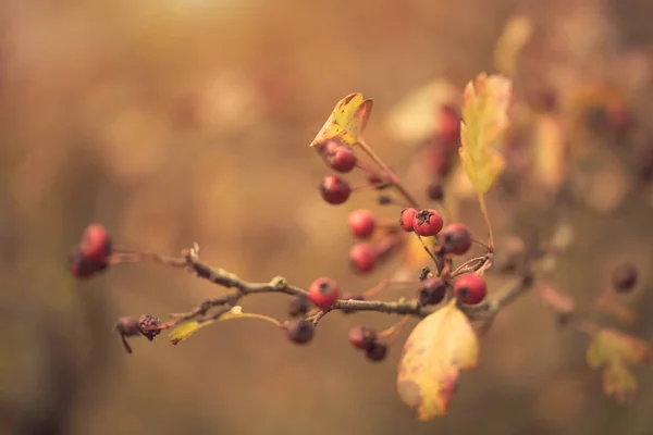 Bush kırmızı hawthorn berry — Stok fotoğraf