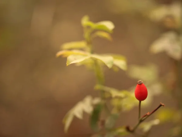 Rode rose hip berry op de bush — Stockfoto