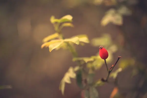 Berry červený Šípek na bush — Stock fotografie