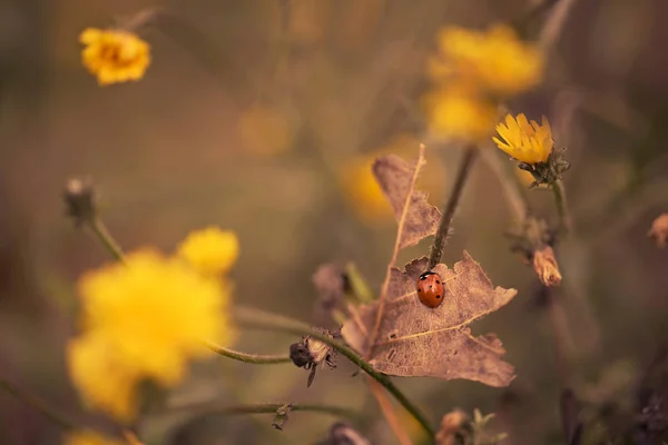 Closeup fotografie žluté wildflower — Stock fotografie