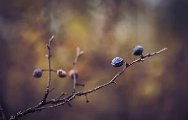 Tmavě tónovaný fotografie suché modré trnky — Stock fotografie