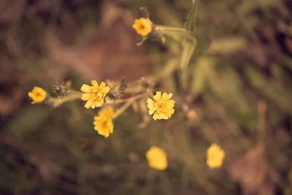 Nahaufnahme Foto von gelben Wildblumen — Stockfoto