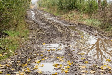 Ormandaki çamurlu yol