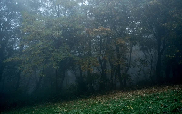 Detalhe da floresta em um dia nebuloso — Fotografia de Stock