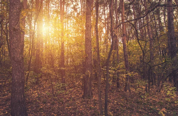 Podzimní lesní krajina s — Stock fotografie