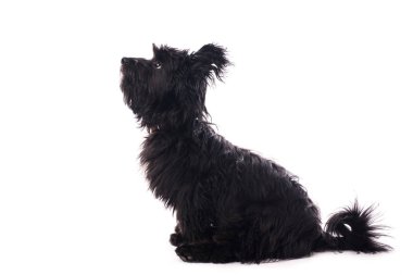 Çok güzel karışık doğurmak köpek üzerinde beyaz izole