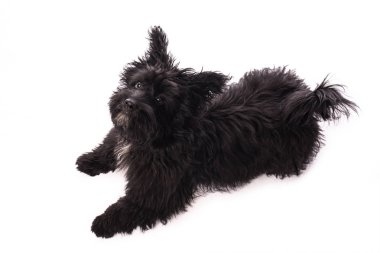 Çok güzel karışık doğurmak köpek üzerinde beyaz izole