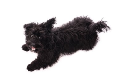 Çok güzel karışık doğurmak köpek üzerinde beyaz izole