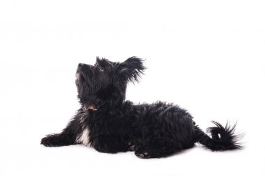 Çok güzel karışık doğurmak köpek üzerinde beyaz izole