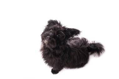 Çok güzel karışık doğurmak köpek üzerinde beyaz izole