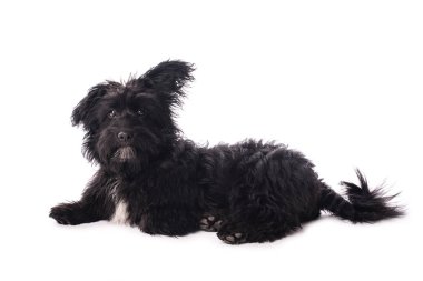 Çok güzel karışık doğurmak köpek üzerinde beyaz izole