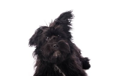 Çok güzel karışık doğurmak köpek üzerinde beyaz izole